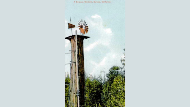Windmill on a redwood tree